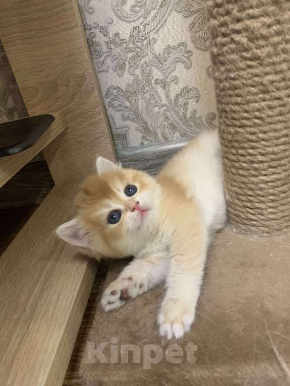 Кошки в Кемерово: Британская золотая шиншилла Мальчик, 30 000 руб. - фото 1