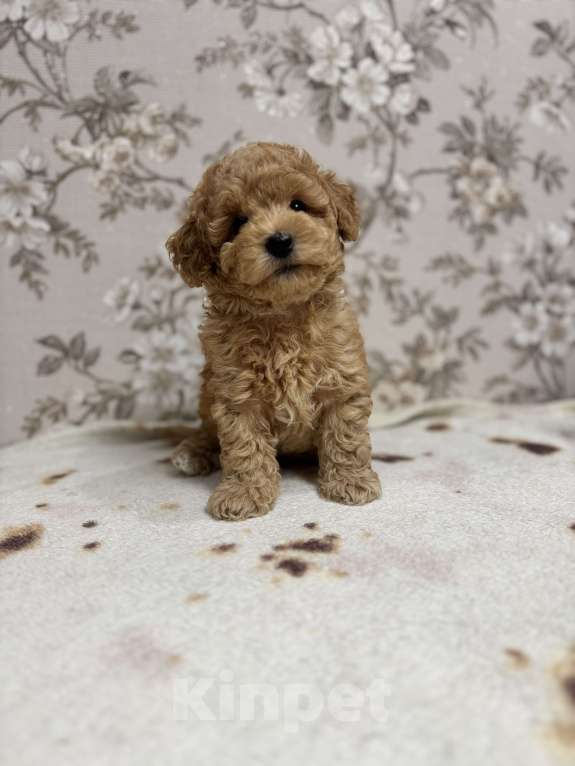 Собаки в Новосибирске: Той пудель, щенки Мальчик, 50 000 руб. - фото 6