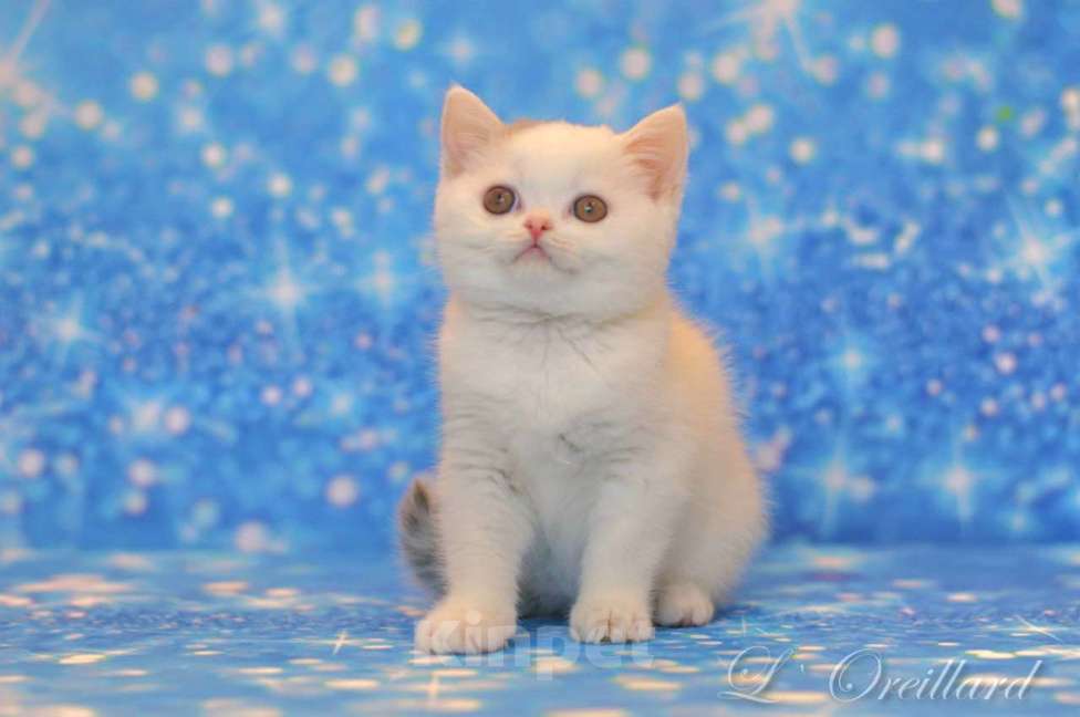 Кошки в Ярославле: Шотландский короткошерстный мальчик Мальчик, 30 000 руб. - фото 5