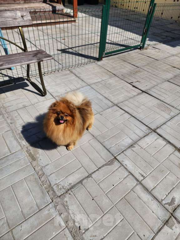 Собаки в Москве: Шпиц померанский яркая девочка померанского шпица питомник Ркф Девочка, 10 000 руб. - фото 1