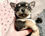 Собаки в Иваново: Щенок чихуахуа Мальчик, 12 500 руб. - фото 3