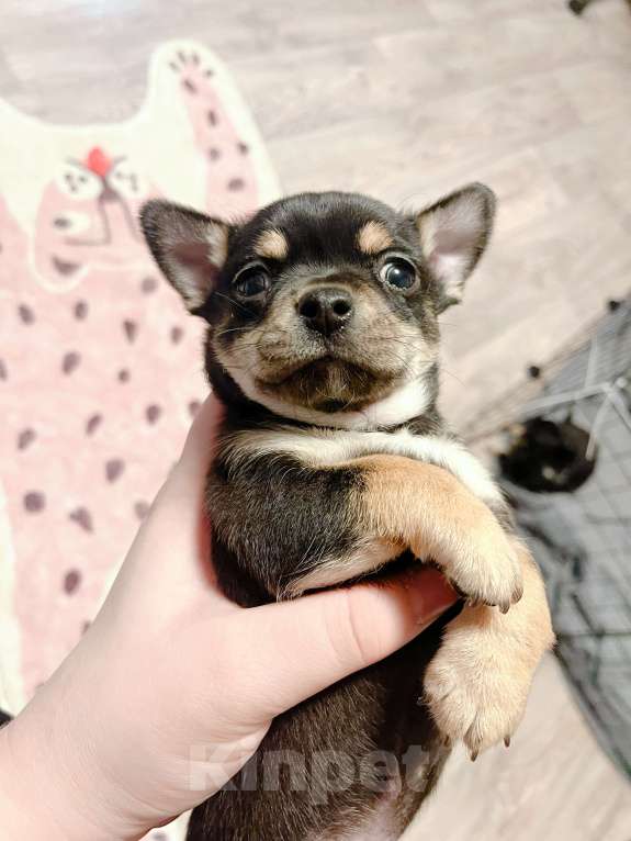 Собаки в Иваново: Щенок чихуахуа Мальчик, 12 500 руб. - фото 3