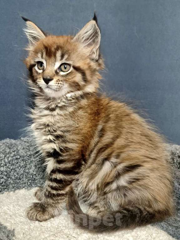 Кошки в других городах Ярославской области: Мейн кун девочка Девочка, Бесплатно - фото 1