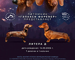 Собаки в Твери: Щенки такса стандарт Разнополые, 60 000 руб. - фото 1