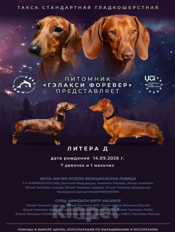 Собаки в Твери: Щенки такса стандарт Разнополые, 60 000 руб. - фото 1