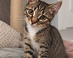 Кошки в Москве: Котёнок Шкипер ищет дом Мальчик, Бесплатно - фото 1