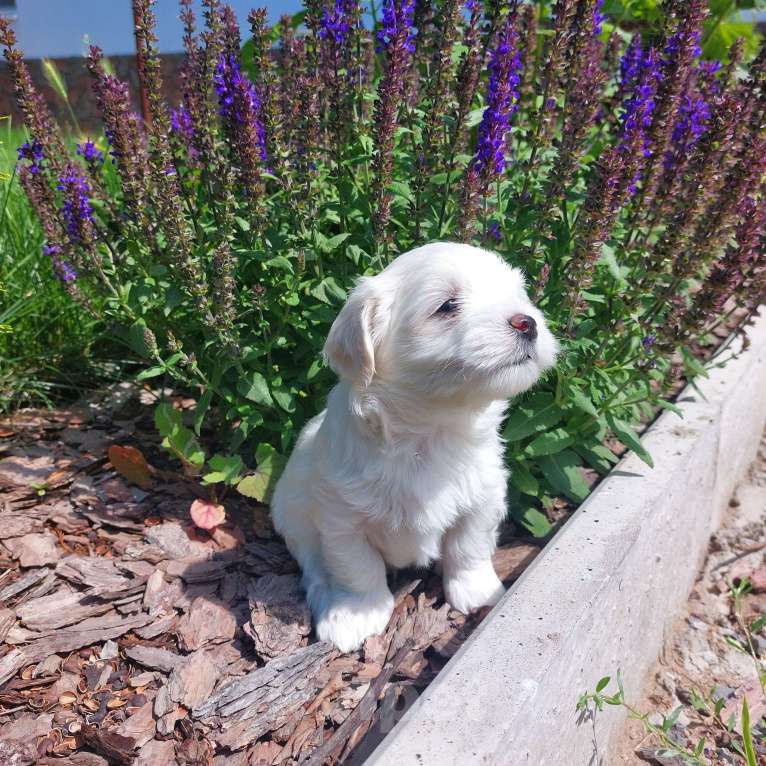 Собаки в Астрахани: Щенки мальтийской болонки. 2 мес. Девочка, 20 000 руб. - фото 2