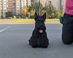 Собаки в Москве: Продаю щенка скотчтерьера.  Девочка, Бесплатно - фото 4