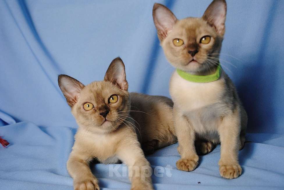 Кошки в Москве: Бурманские котята Девочка, 50 000 руб. - фото 8