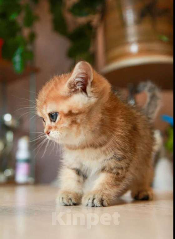 Кошки в Москве: Золотая девочка Девочка, 30 000 руб. - фото 3