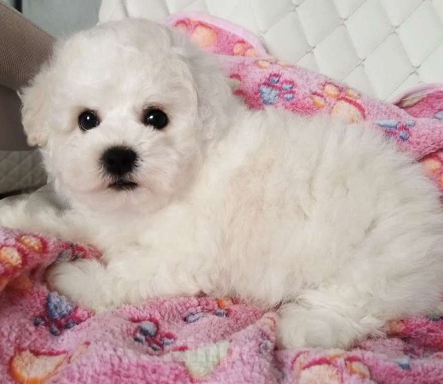 Собаки в Нижнем Новгороде: Девочка Бишон-фризе с документами. Девочка, 80 000 руб. - фото 3