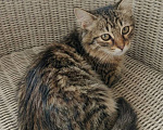 Кошки в Красногорске: Котенок Мелисса в добрые руки Девочка, Бесплатно - фото 2