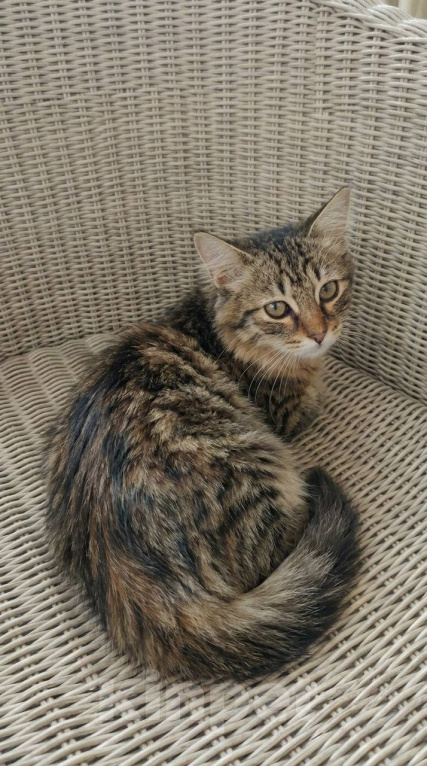 Кошки в Красногорске: Котенок Мелисса в добрые руки Девочка, Бесплатно - фото 2