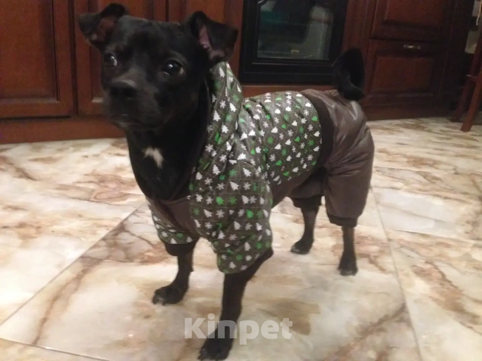 Собаки в Краснодаре: Отдам в добрые руки собачку Мальчик, Бесплатно - фото 2