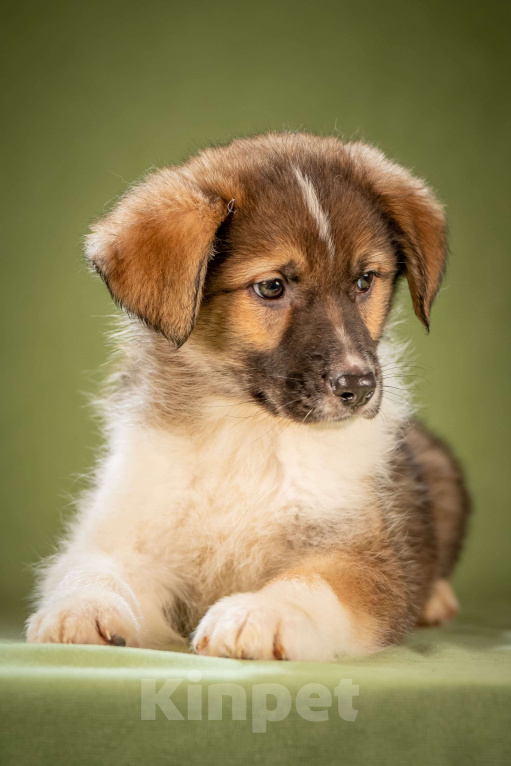 Собаки в Клине: Арахис - статный симпатяга Мальчик, Бесплатно - фото 7