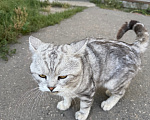 Кошки в Ореховом-Зуево: Спасите кошку Девочка, Бесплатно - фото 6