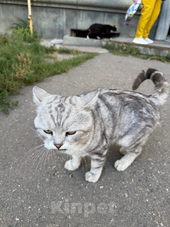 Кошки в Ореховом-Зуево: Спасите кошку Девочка, Бесплатно - фото 6
