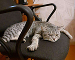Кошки в Бийске: Вязка, 1 000 руб. - фото 5