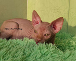 Кошки в Ливны: Мальчик канадский сфинкс Мальчик, 45 000 руб. - фото 4