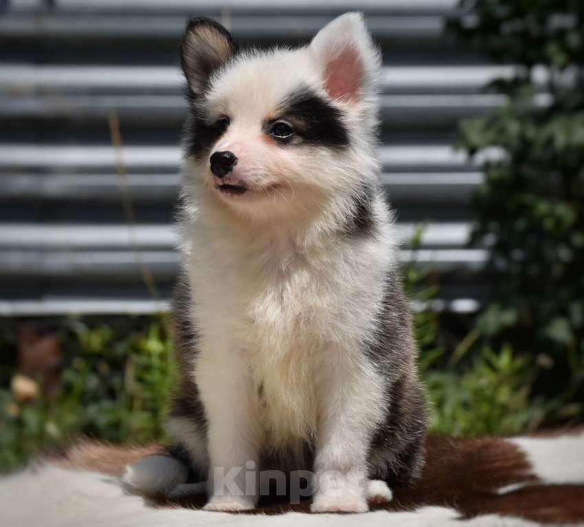 Собаки в Москве: Ненецкая оленегонная лайка. Помет «А». Сука Unmay no Akay Ito ALEKSA Девочка, 60 000 руб. - фото 4