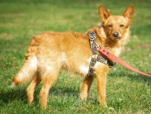 Собаки в Москве: Маленькая рыжая собачка в дар Девочка, Бесплатно - фото 3