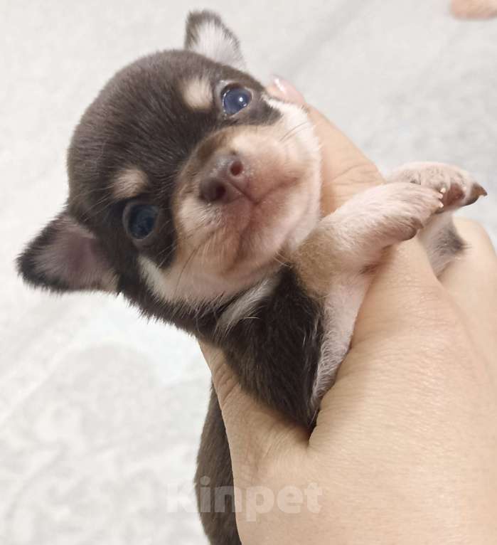 Собаки в Ростове-на-Дону: Мальчик мини чихуахуа Мальчик, 30 000 руб. - фото 2