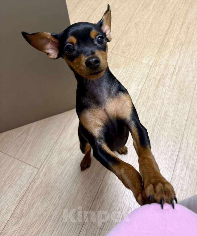 Собаки в Москве: Щенок пражский крысарик Девочка, Бесплатно - фото 2