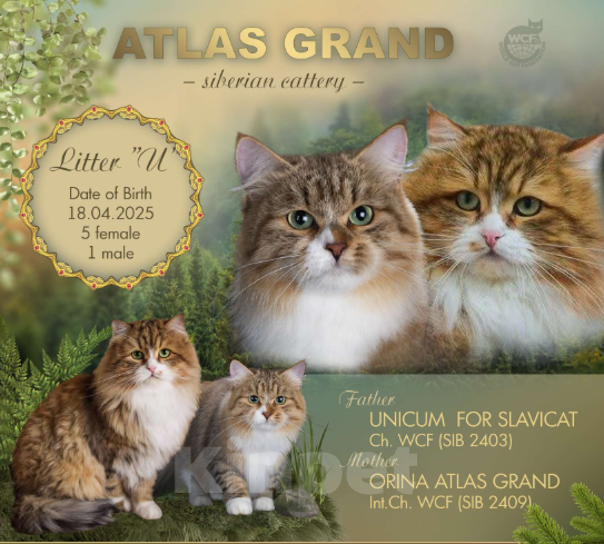 Кошки в Москве: Элитные котята питомник. Кошечка Улана. Девочка, 49 900 руб. - фото 6