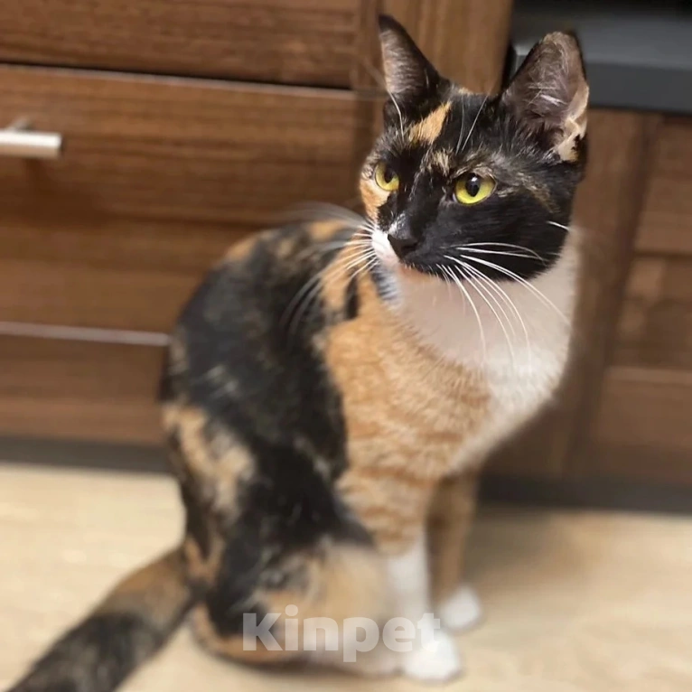 Кошки в Москве: Неужели и впрямь никто не заберет? Девочка, Бесплатно - фото 3