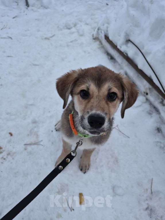 Собаки в Москве: Лилуша Девочка, Бесплатно - фото 3