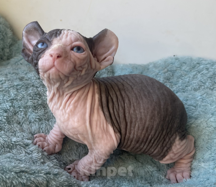 Кошки в Кирове: Котенок эльф Мальчик, 150 000 руб. - фото 9