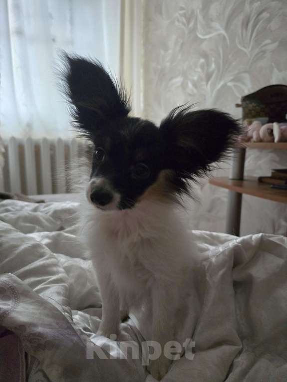 Собаки в других городах Московской области: щенок мальчик с кошками дружит Мальчик, 65 000 руб. - фото 4