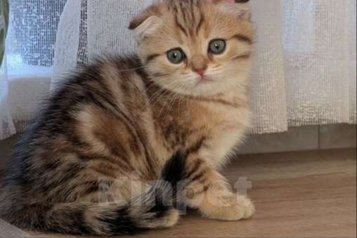 Кошки в Москве: Шотландские вислоухие котята Мальчик, 35 000 руб. - фото 3