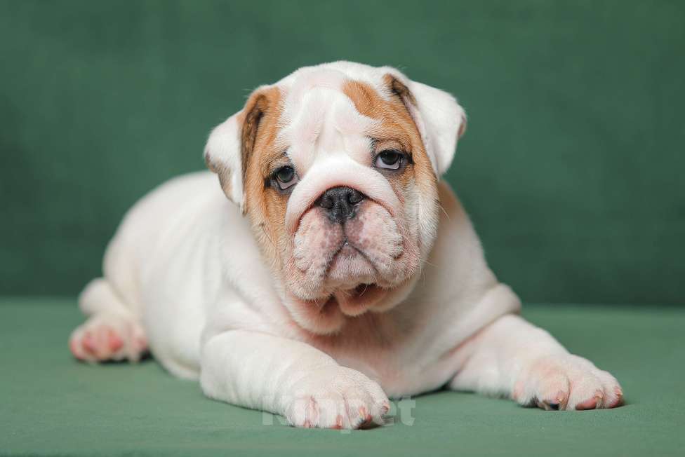 Собаки в других городах Московской области: Щенки английского бульдога Мальчик, Бесплатно - фото 4
