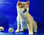 Собаки в Астрахани: Сиба ину мальчик РКФ Мальчик, Бесплатно - фото 2