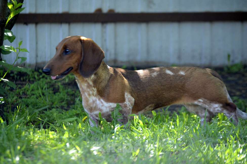 Собаки в Тольятти: Такса стандартная (гладкошерстная) Девочка, 70 000 руб. - фото 8