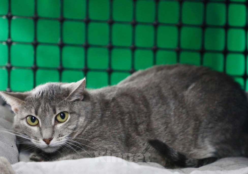 Кошки в Москве: Кошка-невидимка Есения в добрые руки Девочка, Бесплатно - фото 5