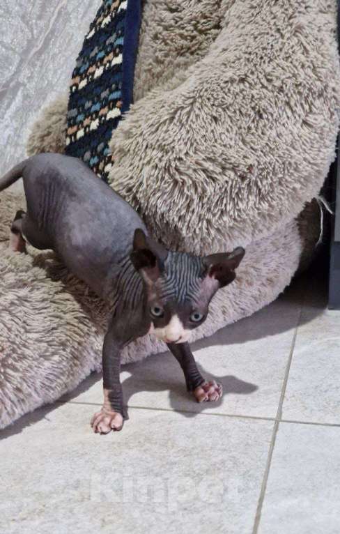 Кошки в Владивостоке: Канадский сфинкс, котенок Мальчик, Бесплатно - фото 5