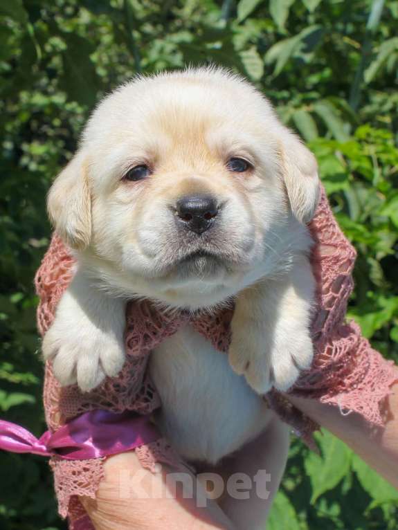 Собаки в других городах Липецкой области: Чудесная девочка щенок лабрадора Девочка, 60 000 руб. - фото 3