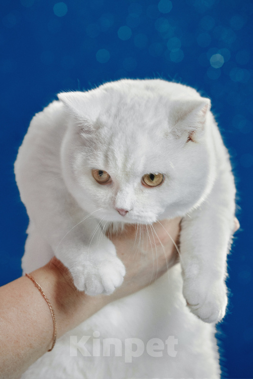 Кошки в Магнитогорске: Bueno Marshmallow Мальчик, 30 000 руб. - фото 2