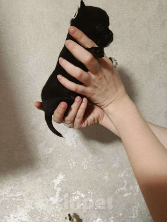 Собаки в Клине: Фаворитка Девочка, 50 000 руб. - фото 2