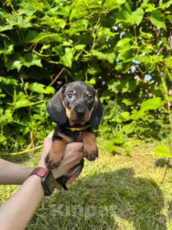 Собаки в Москве: Малышарики  Мальчик, 25 000 руб. - фото 7