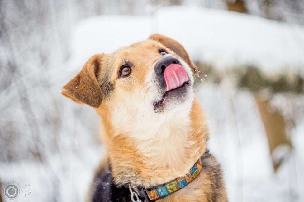 Собаки в Москве: Джой Мальчик, Бесплатно - фото 12