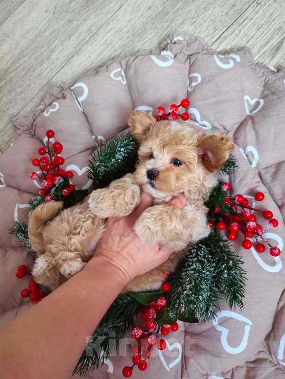 Собаки в Самаре: Мальчик Мальчик, 130 000 руб. - фото 3