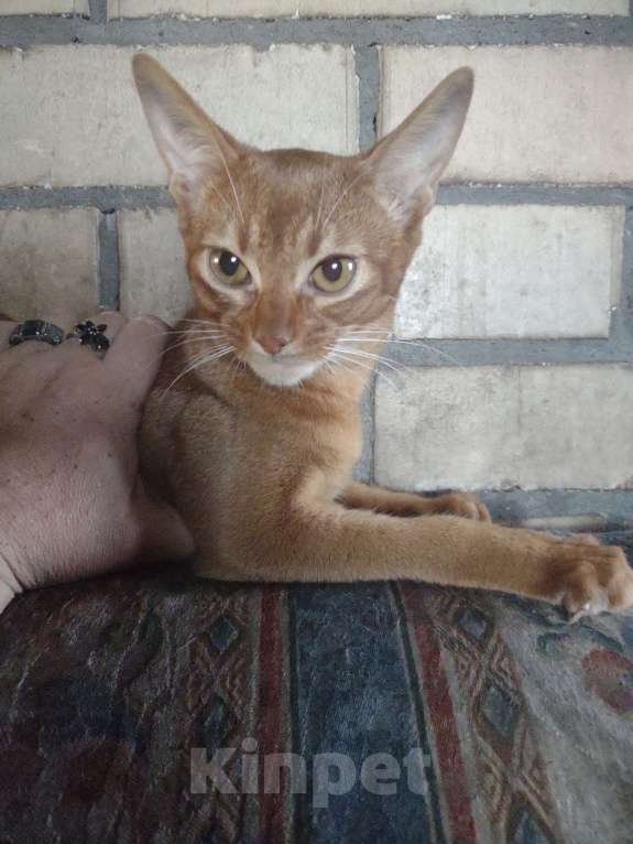 Кошки в Москве: Великолепный мальчик соррель окраса,принц!!!,4 месяца,ветпаспорт международного образца,прививкаа Мальчик, 58 000 руб. - фото 5