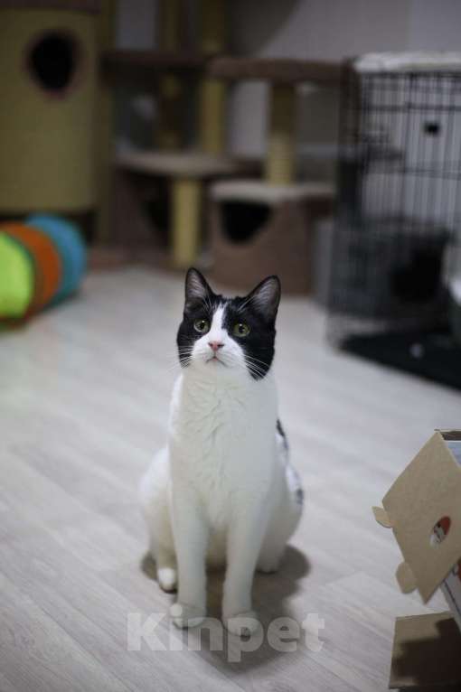 Кошки в Санкт-Петербурге: Котик в добрые руки Мальчик, Бесплатно - фото 1