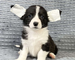 Собаки в Москве: Щенки вельш-корги кардиган Девочка, Бесплатно - фото 4