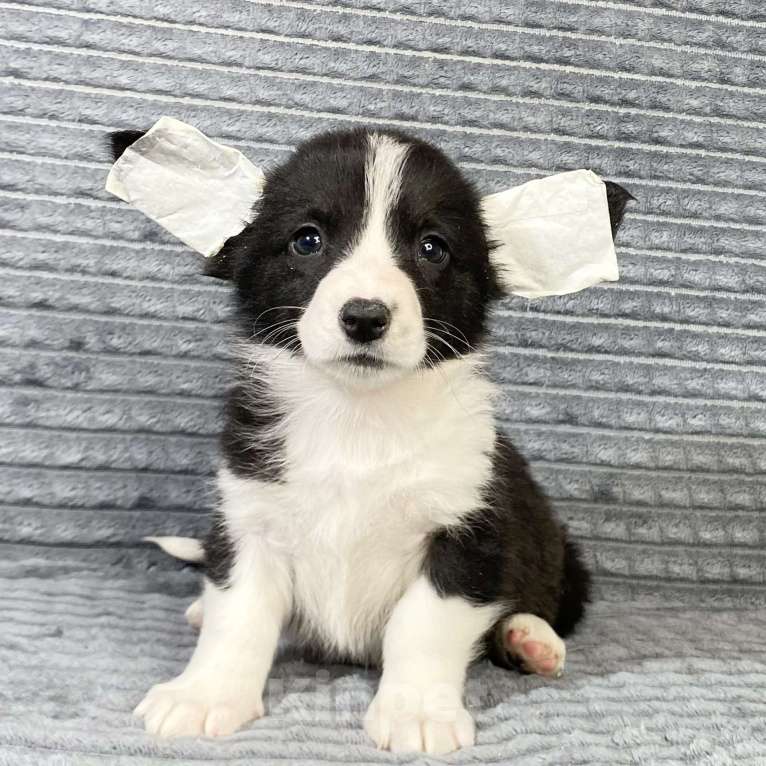 Собаки в Москве: Щенки вельш-корги кардиган Девочка, Бесплатно - фото 4