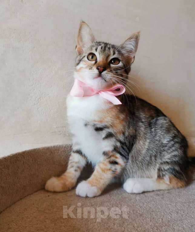 Кошки в Москве: Очаровательная ласковая 4 мес малышка Тося в добрые руки Девочка, Бесплатно - фото 6