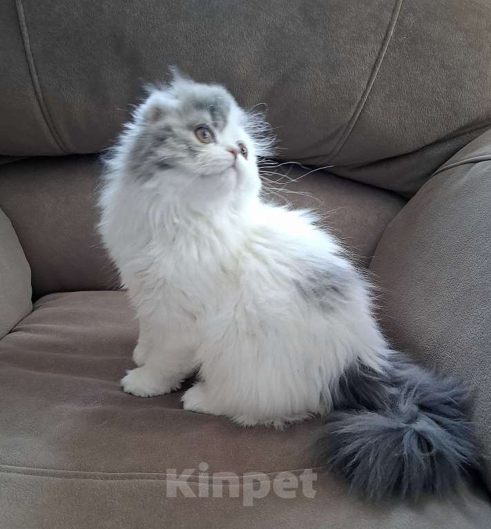 Кошки в Ярославле: Шотландская вислоухая длинношерстная девочка Девочка, 50 000 руб. - фото 4